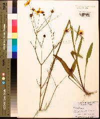 Coreopsis linifolia image