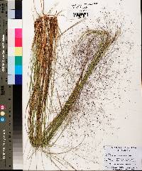 Muhlenbergia capillaris image