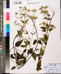 Ageratina aromatica image