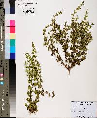 Scutellaria parvula image