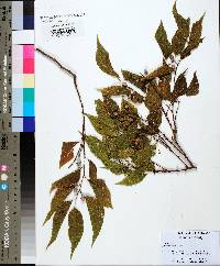 Celtis laevigata image