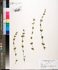 Scutellaria parvula image