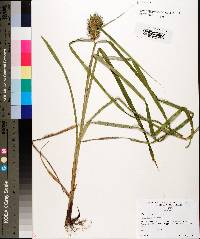 Carex louisianica image