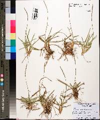 Eremochloa ophiuroides image