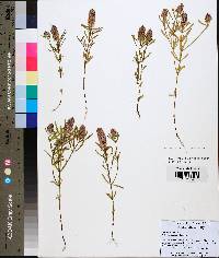 Polygala cruciata image