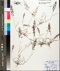 Eragrostis amabilis image