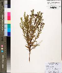 Hypericum sphaerocarpum image