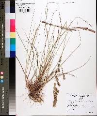 Eragrostis secundiflora image