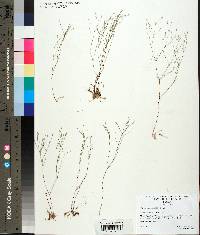 Stipulicida setacea image
