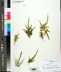 Pteris multifida image