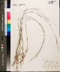 Aristida purpurascens image