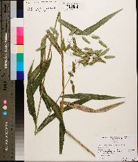 Chasmanthium latifolium image