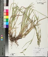 Carex oxylepis image