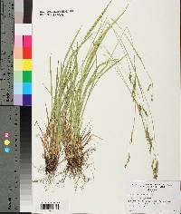 Carex oxylepis image