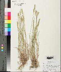 Hordeum pusillum image