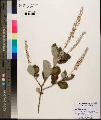 Clethra tomentosa image