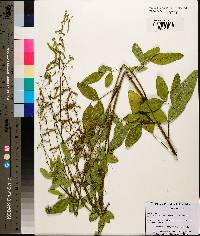 Desmodium tortuosum image