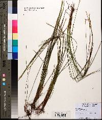 Eleocharis robbinsii image