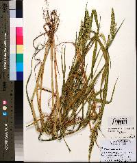 Echinochloa colona image