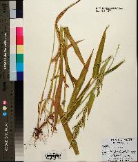 Urochloa texana image