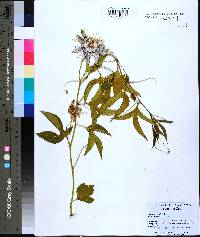 Passiflora incarnata image