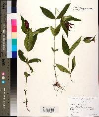 Spigelia marilandica image