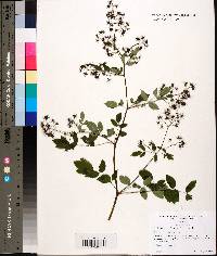 Thalictrum amphibolum image