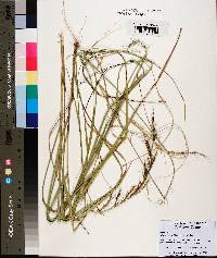 Aristida lanosa image