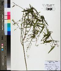 Desmodium tenuifolium image