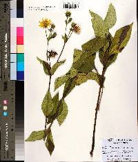 Silphium asteriscus var. latifolium image