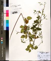 Desmodium obtusum image