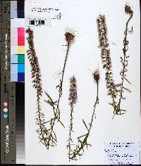 Liatris gracilis image