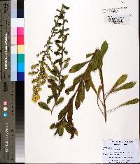 Solidago pulverulenta image