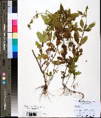 Bidens pilosa image