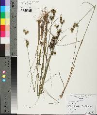 Juncus scirpoides image