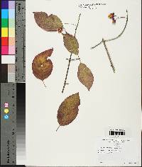 Euonymus atropurpureus image