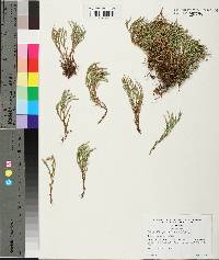 Selaginella rupestris image