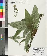 Silphium confertifolium image