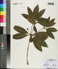 Illicium floridanum image