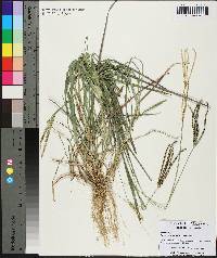 Eustachys petraea image