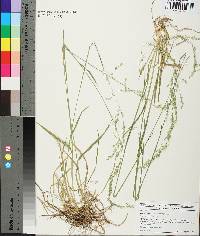 Poa autumnalis image