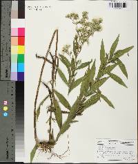 Eupatorium altissimum image