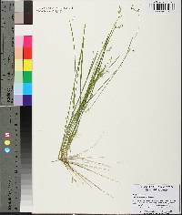 Scleria reticularis image