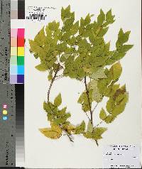 Zanthoxylum americanum image