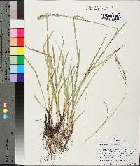 Carex oxylepis image