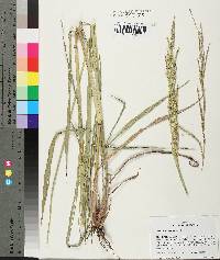 Paspalum urvillei image