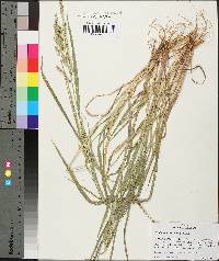 Echinochloa colona image