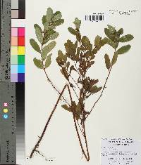 Hypericum walteri image