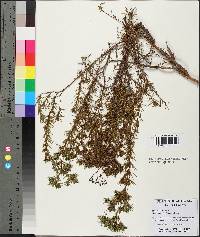 Hypericum fasciculatum image