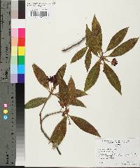 Illicium floridanum image